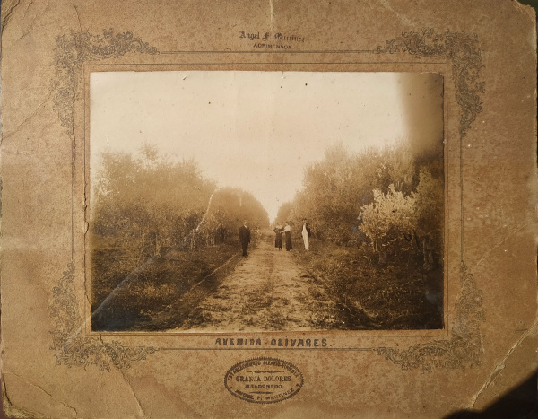 Ángel Felipe Martínez en la Avenida Olivares de la Granja Dolores, un establecimiento oleario - vinícola que poseía en el departamento de Maldonado. Aporte de su bisnieta, Arq. Karina Pintos Martínez.